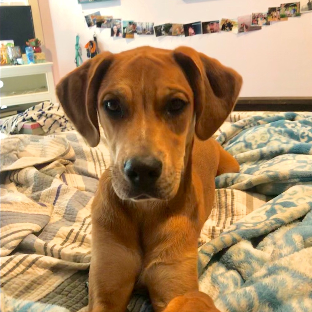 Meet your Posher, Lana